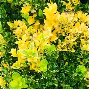 Meet your Posher, Brooklyn